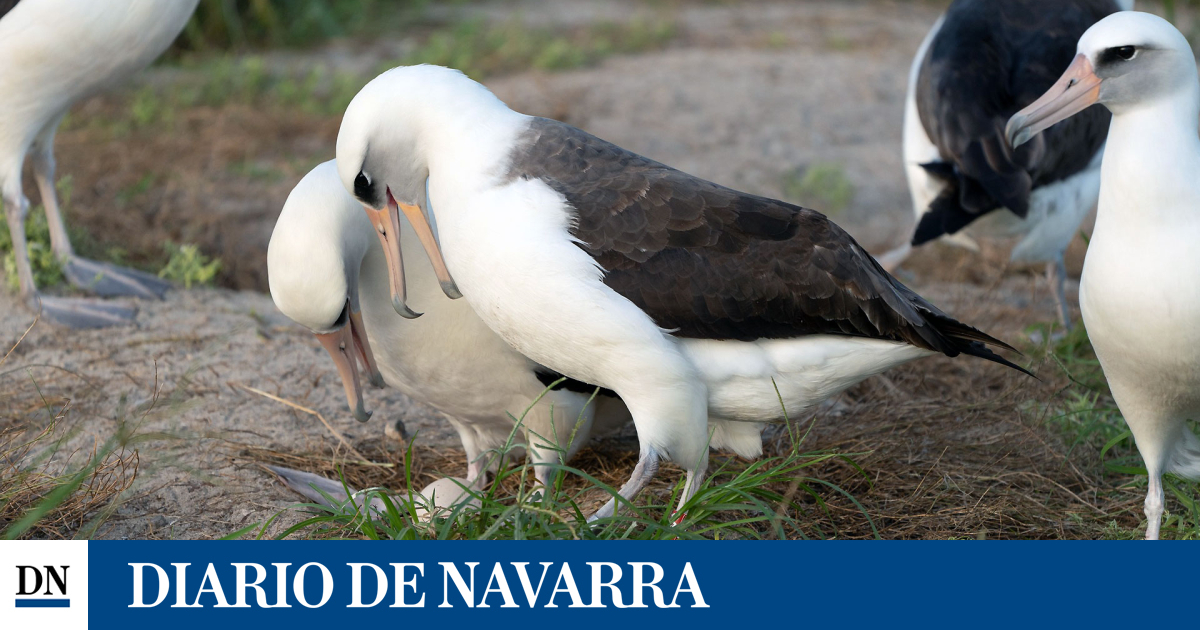More than 500 species of birds, such as the condor, the albatros or the peak shoe, will be extinguished in the next century More than 500 species of birds, such as the condor, the albatros or the peak shoe, will be extinguished in the next century