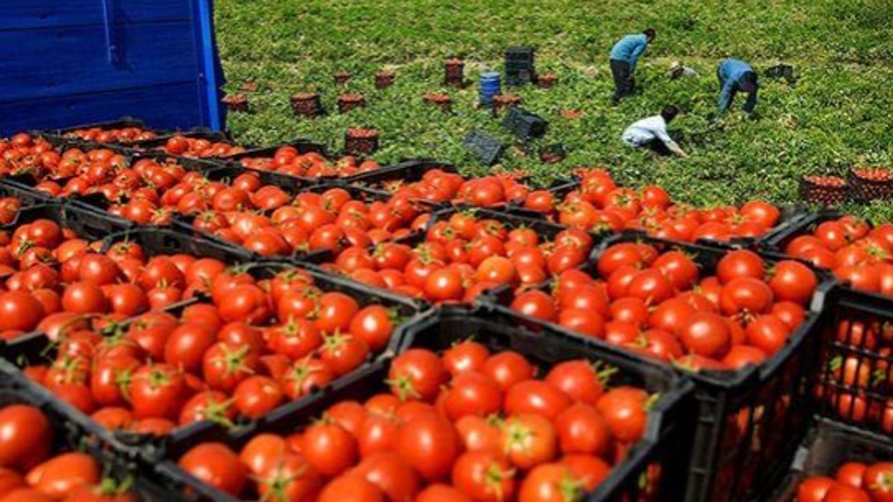 Moroccan concern for the future of its tomato exports to the European Union